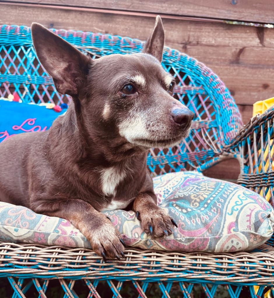 Enlarge Moto Moto, a Adoptable Chihuahua in College Station, TX image 1/6