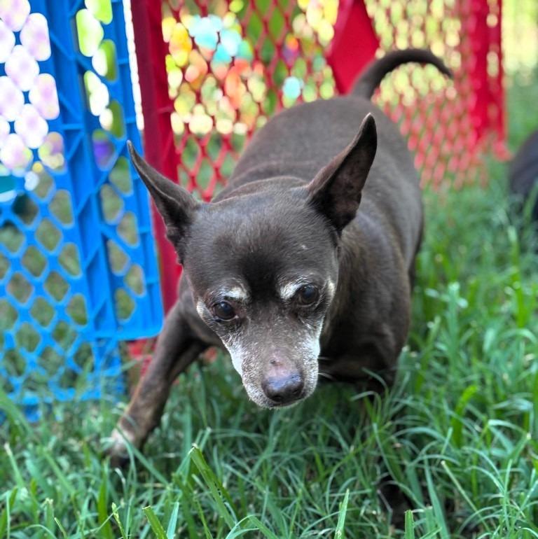 Enlarge Moto Moto, a Adoptable Chihuahua in College Station, TX image 2/6