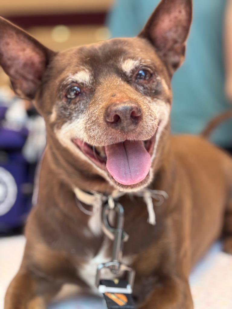 Enlarge Moto Moto, a Adoptable Chihuahua in College Station, TX image 3/6