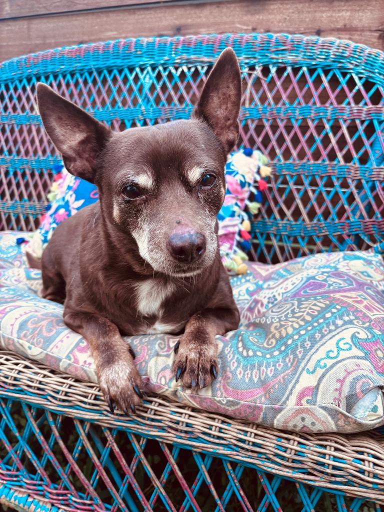 Enlarge Moto Moto, a Adoptable Chihuahua in College Station, TX image 4/6