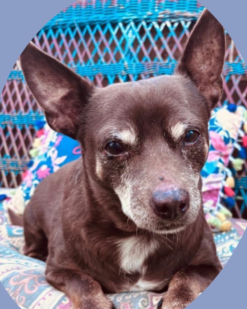 Enlarge Moto Moto, a Adoptable Chihuahua in College Station, TX image 5/6