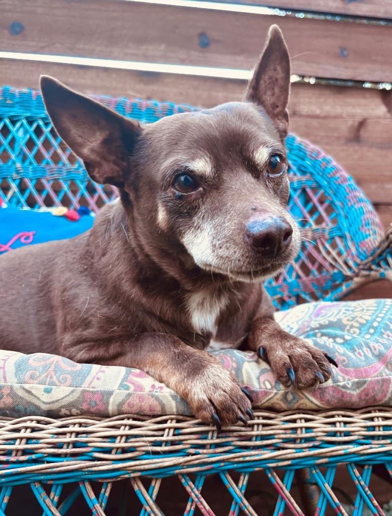 Enlarge Moto Moto, a Adoptable Chihuahua in College Station, TX image 6/6
