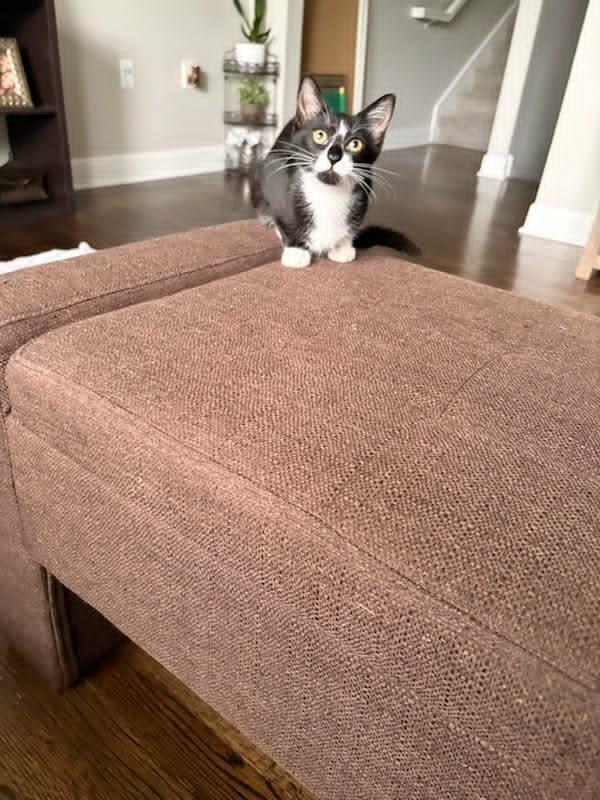 Enlarge Sophie, an adopted Domestic Short Hair in Houston, TX image 4/5