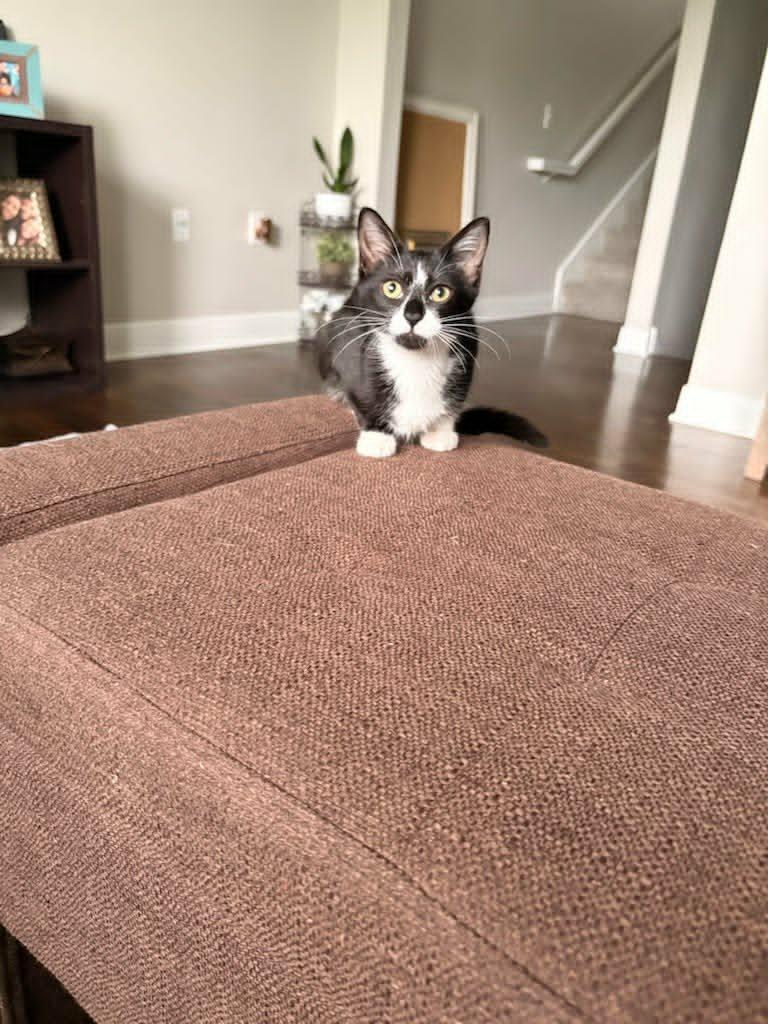Enlarge Sophie, an adopted Domestic Short Hair in Houston, TX image 2/5