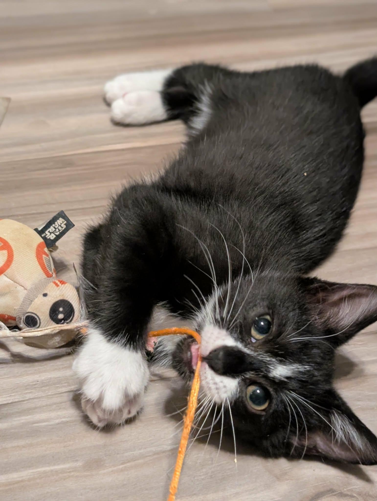 Sophie, adopted, Kitten Female Domestic Short Hair.