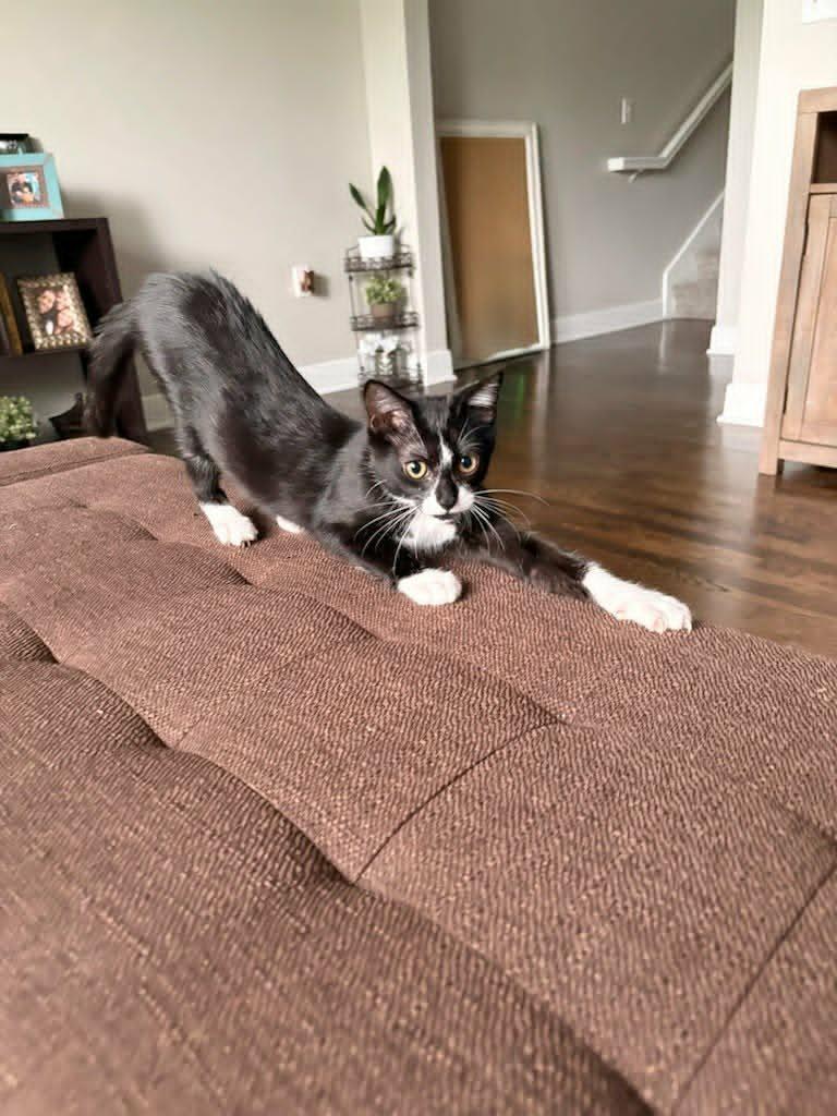 Enlarge Sophie, an adopted Domestic Short Hair in Houston, TX image 5/5