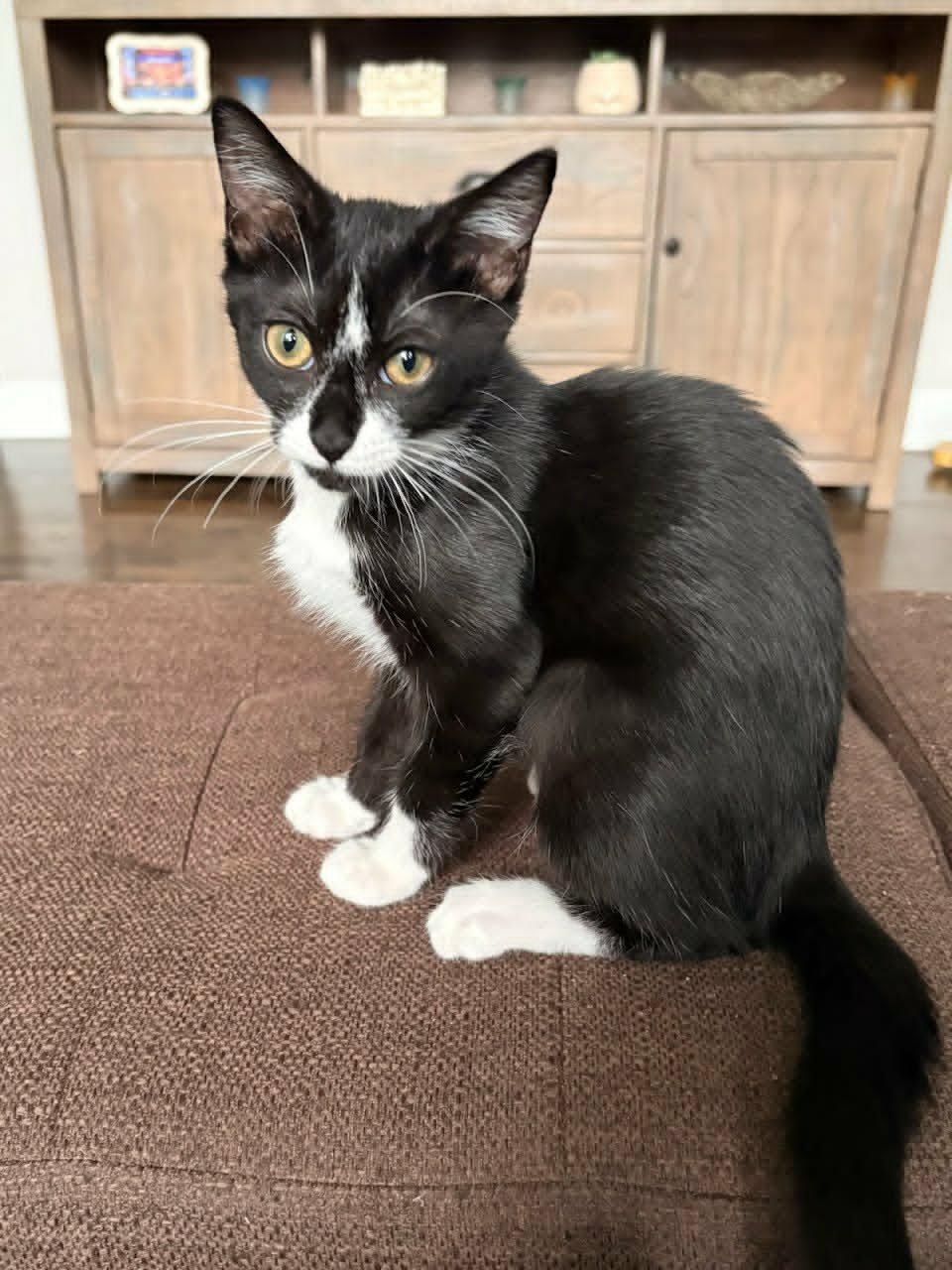 Enlarge Sophie, an adopted Domestic Short Hair in Houston, TX image 3/5