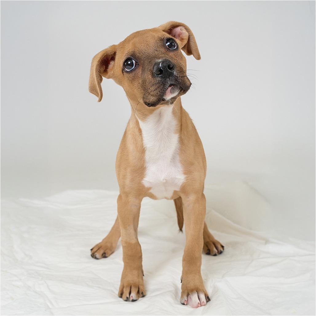 June, Adoptable, Puppy Female Mixed Breed.