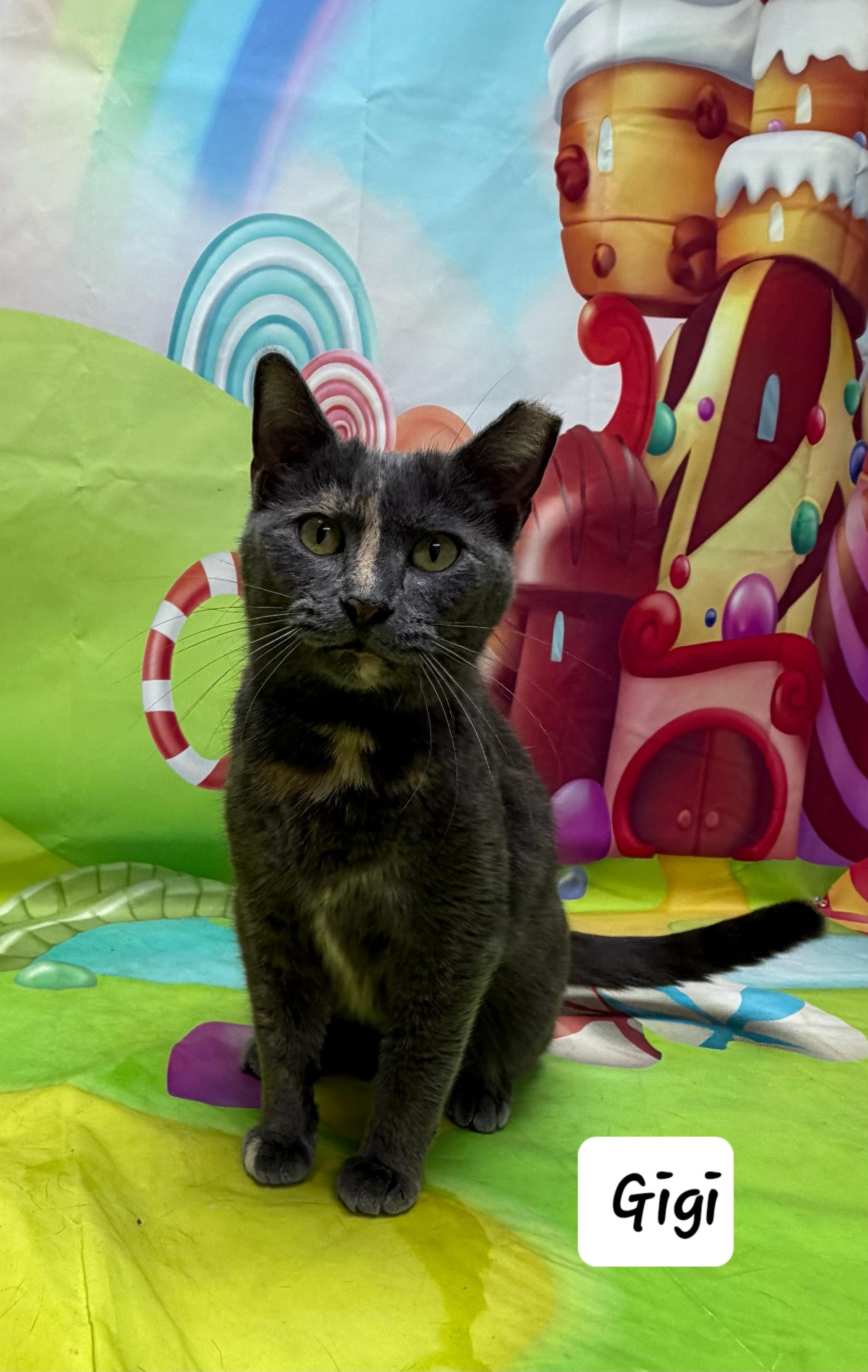 Gigi, adopted, Adult Female Domestic Short Hair.