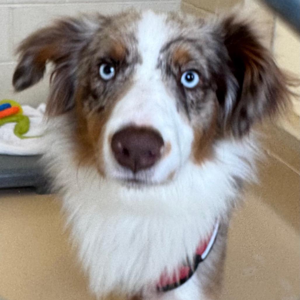 Marty, Adoptable, Adult Male Australian Shepherd & Australian Shepherd.
