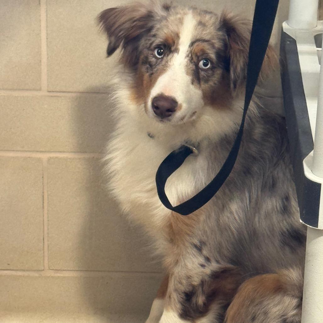 Enlarge Marty, a Adoptable mixed breed in Winston-Salem, NC image 2/2