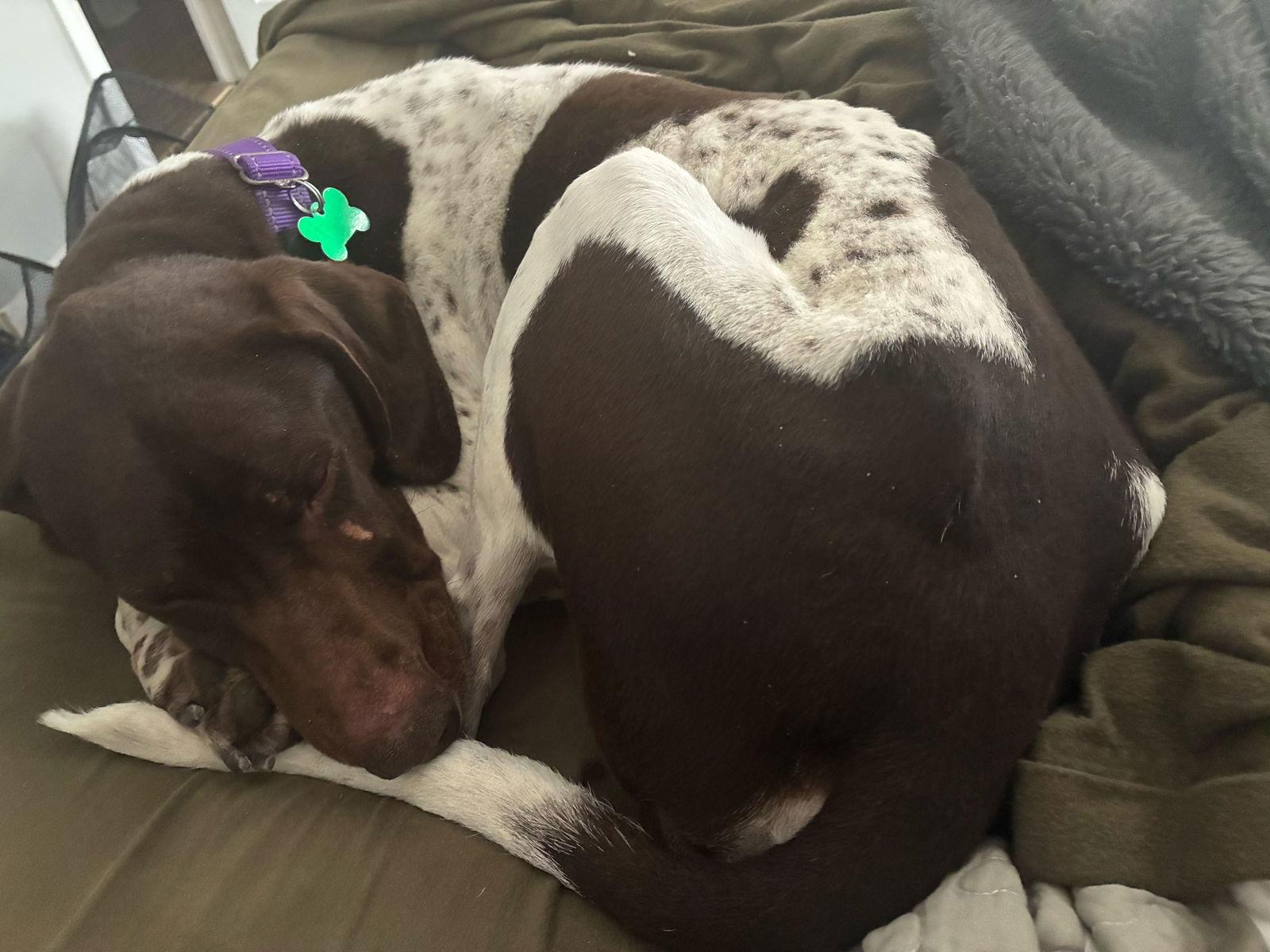 Adaline, Adopted, Adult Female German Shorthaired Pointer.