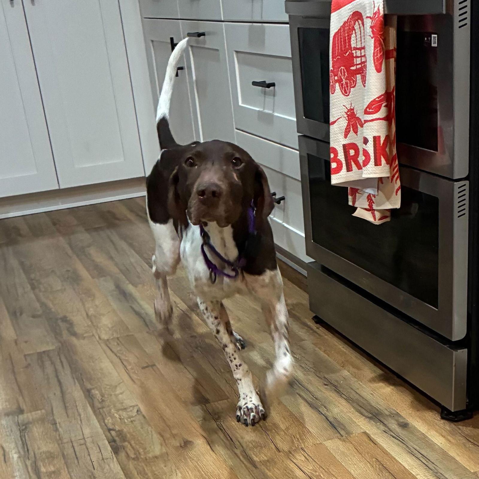 Adaline, a Adopted German Shorthaired Pointer in Omaha, NE image 2/3