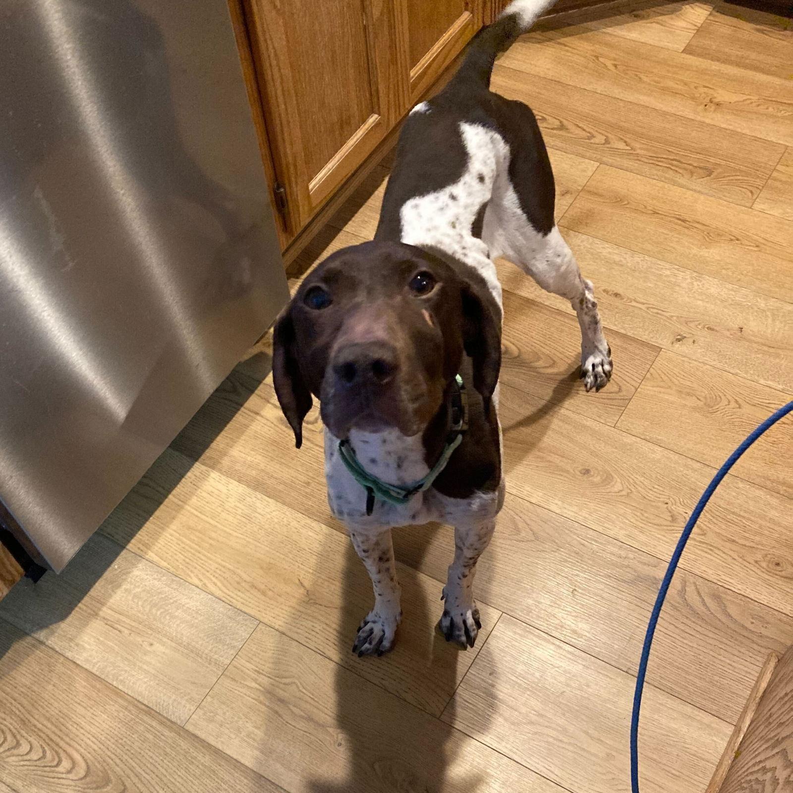 Adaline, a Adopted German Shorthaired Pointer in Omaha, NE image 3/3