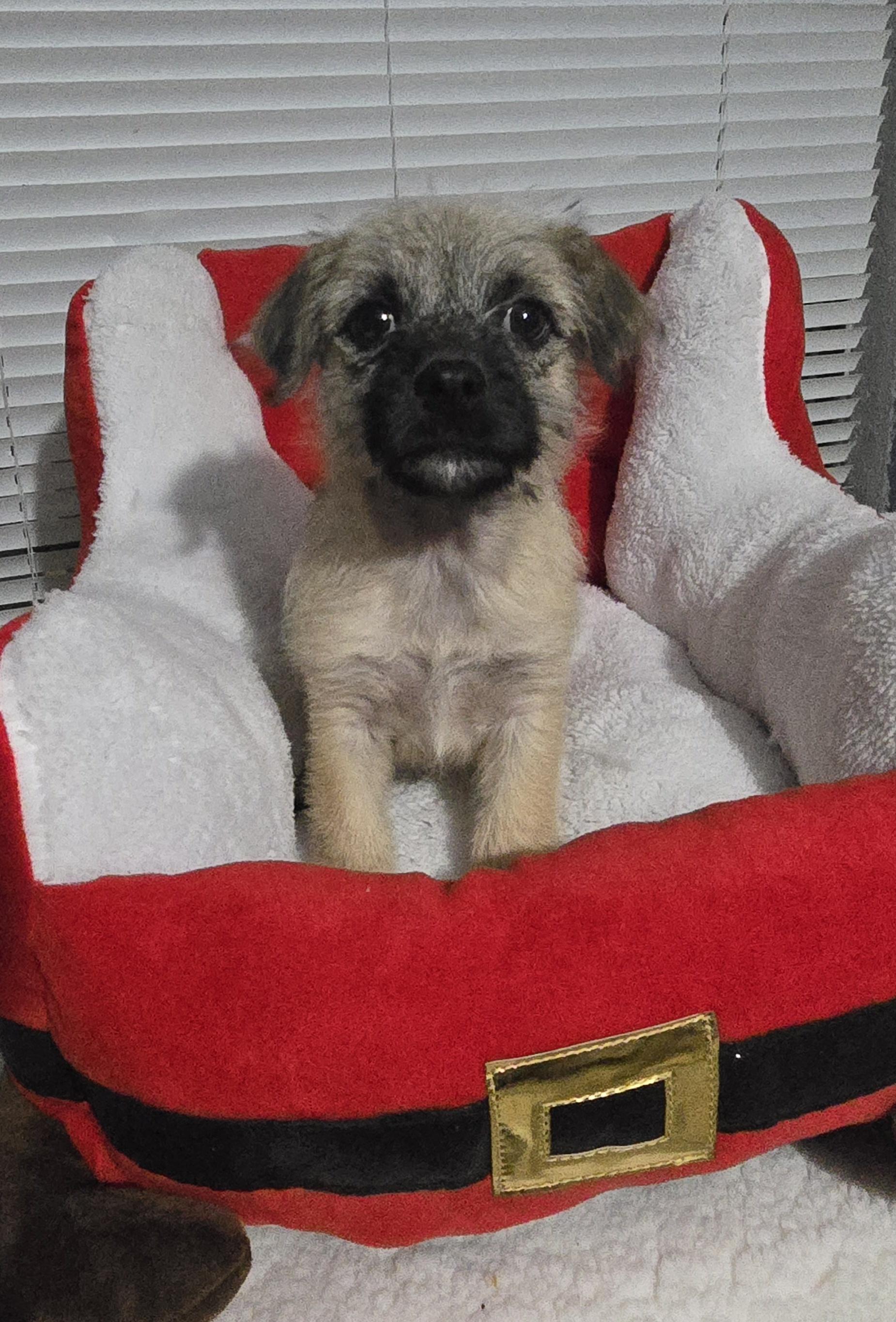 Enlarge Aly, a Adoptable mixed breed in Houston , TX image 1/2