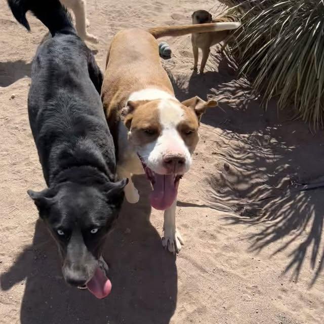 Bruno, Adoptable, Adult Male Pit Bull Terrier.