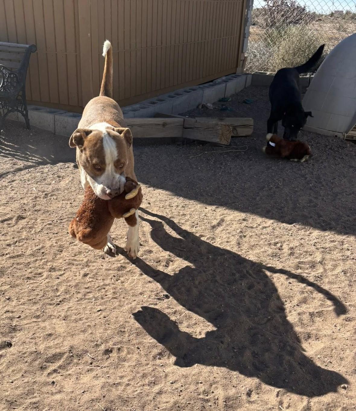 Enlarge Bruno, a Adoptable mixed breed in Deming, NM image 3/4