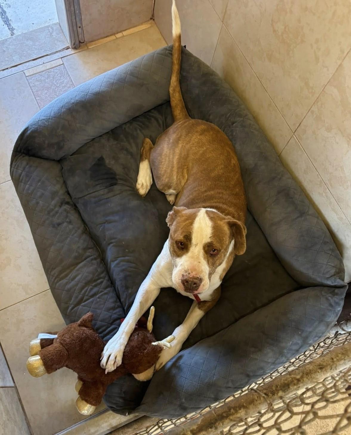 Bruno, Adoptable, Adult Male Pit Bull Terrier.