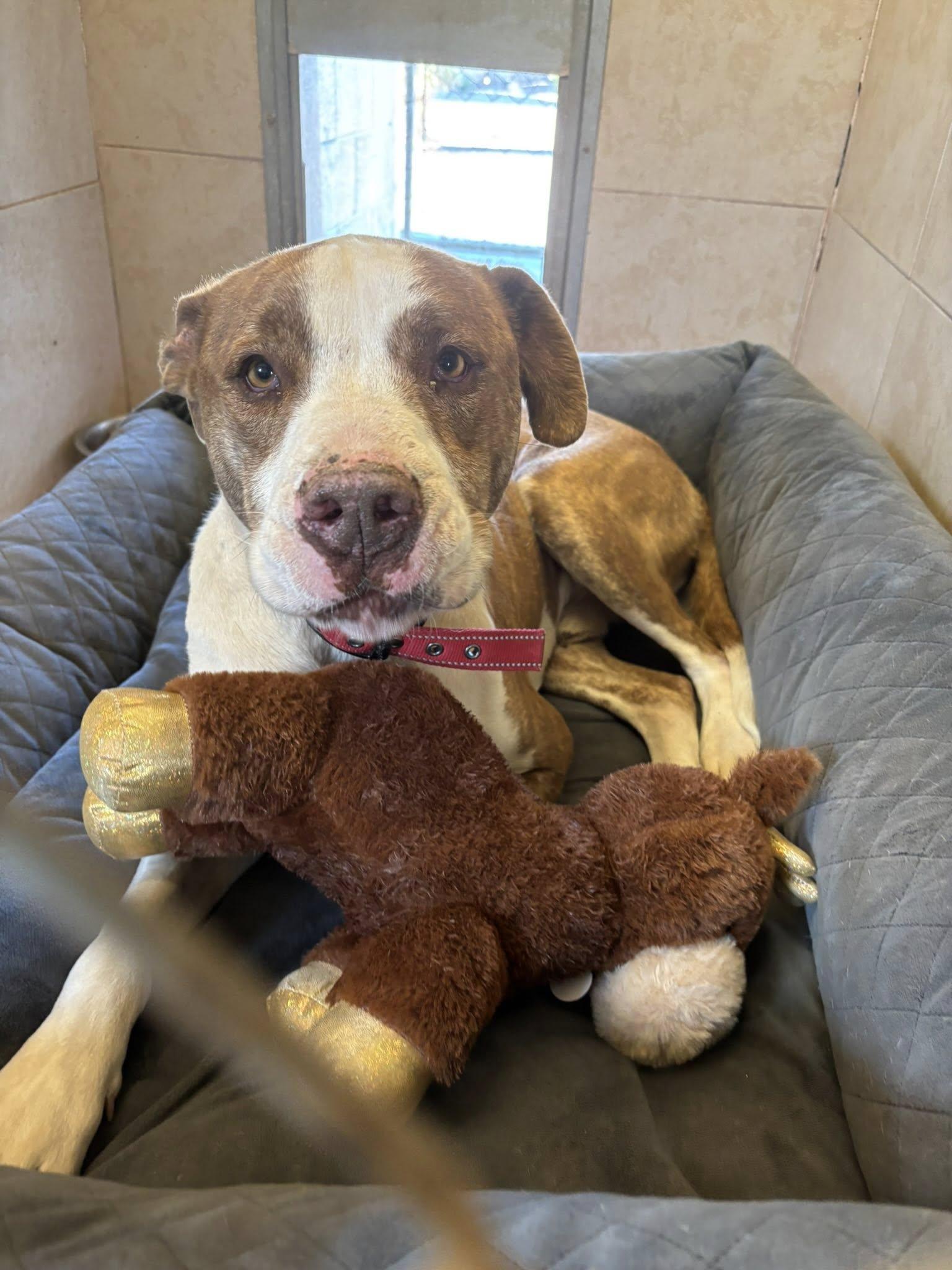 Enlarge Bruno, a Adoptable mixed breed in Deming, NM image 2/4