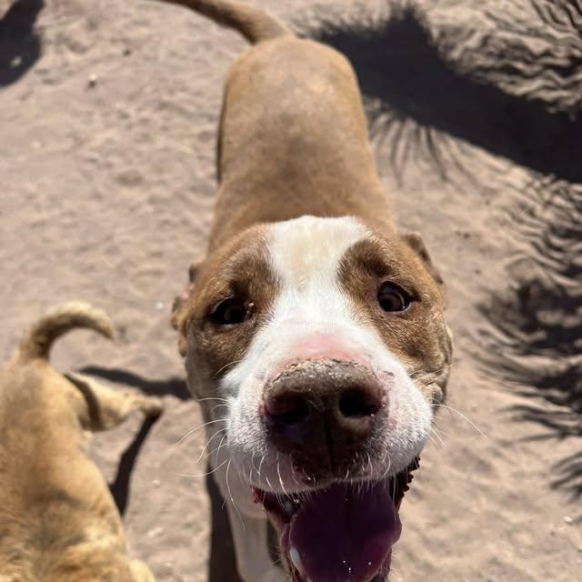 Bruno, a Adoptable mixed breed in Deming, NM image 2/2