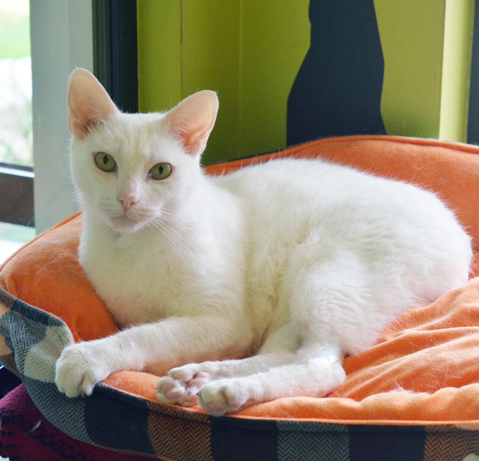 UMBERTO , adoptable, Adult Male Domestic Short Hair.