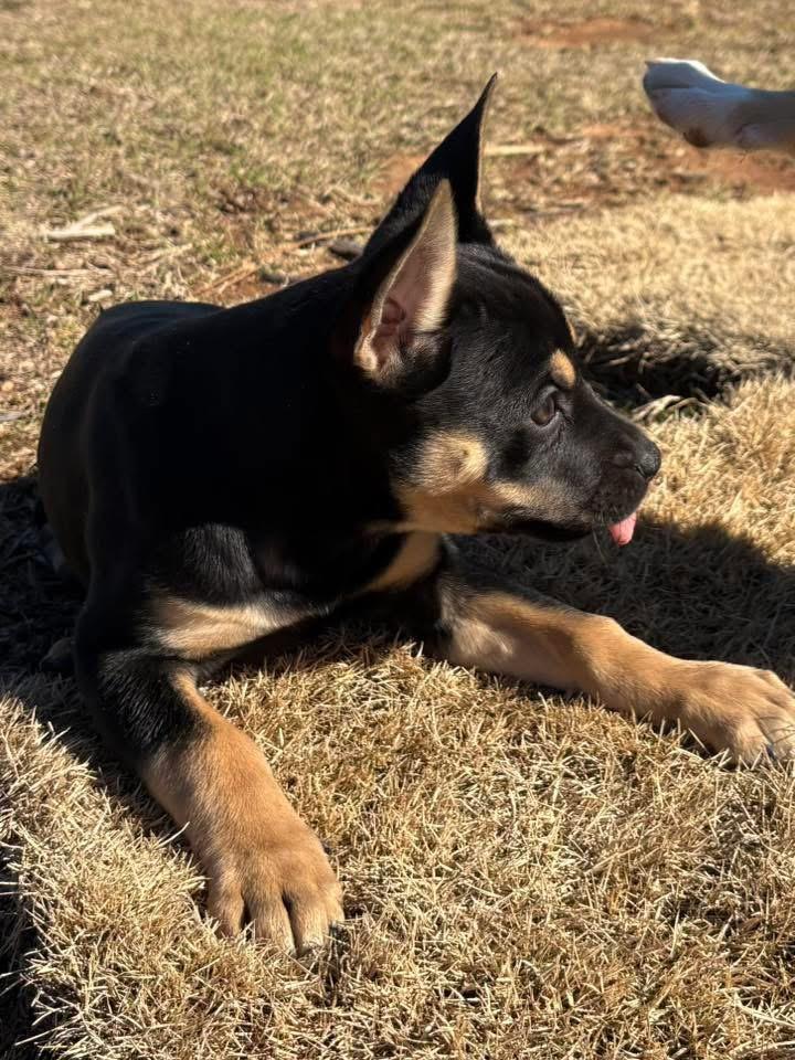 Jolene, an adopted mixed breed in Calera, AL image 5/6