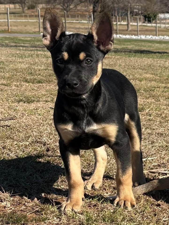 Jolene, an adopted mixed breed in Calera, AL image 2/6
