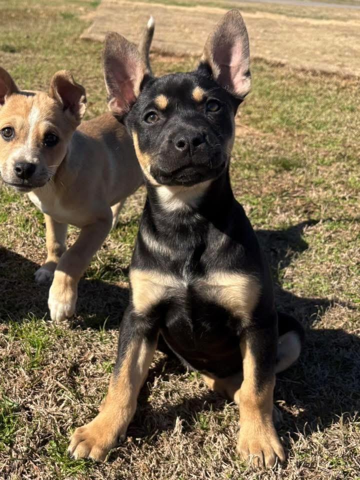 Jolene, an adopted mixed breed in Calera, AL image 3/6