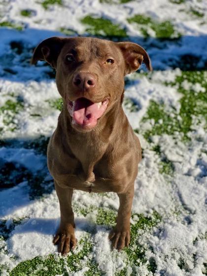 Abigail, a Adoptable mixed breed in Munster, IN image 2/2