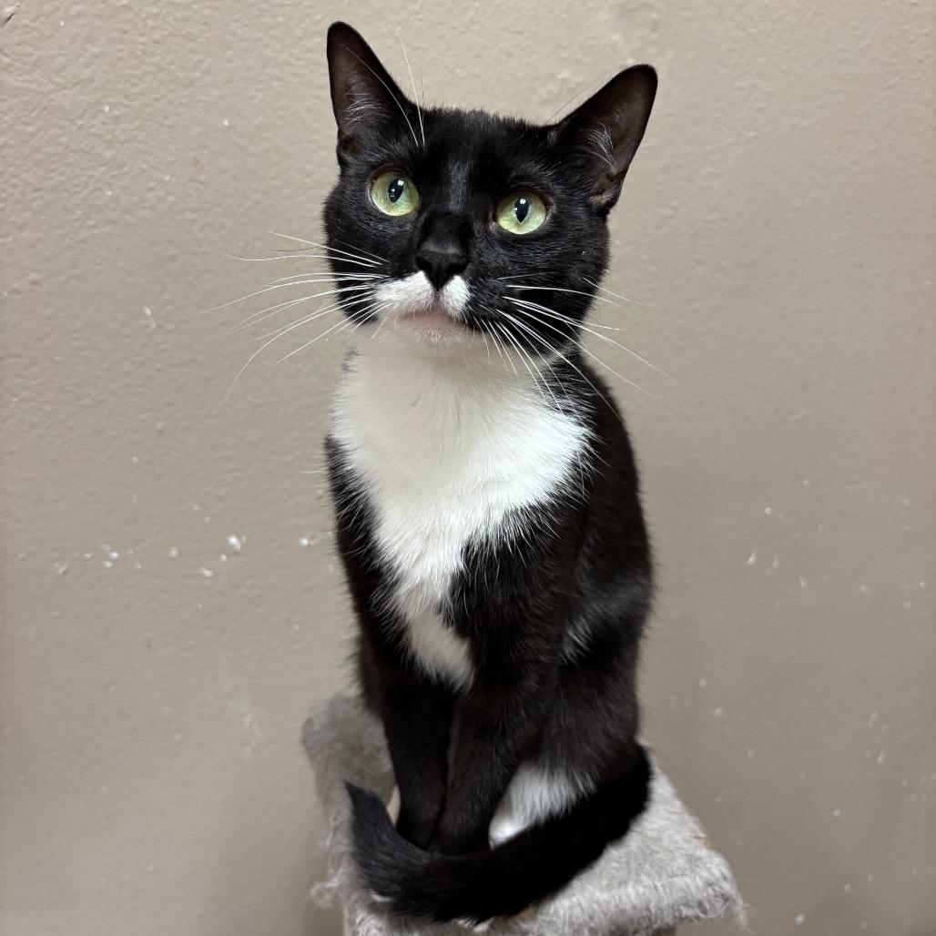 Sweetpea, Adoptable, Adult Female Domestic Short Hair.