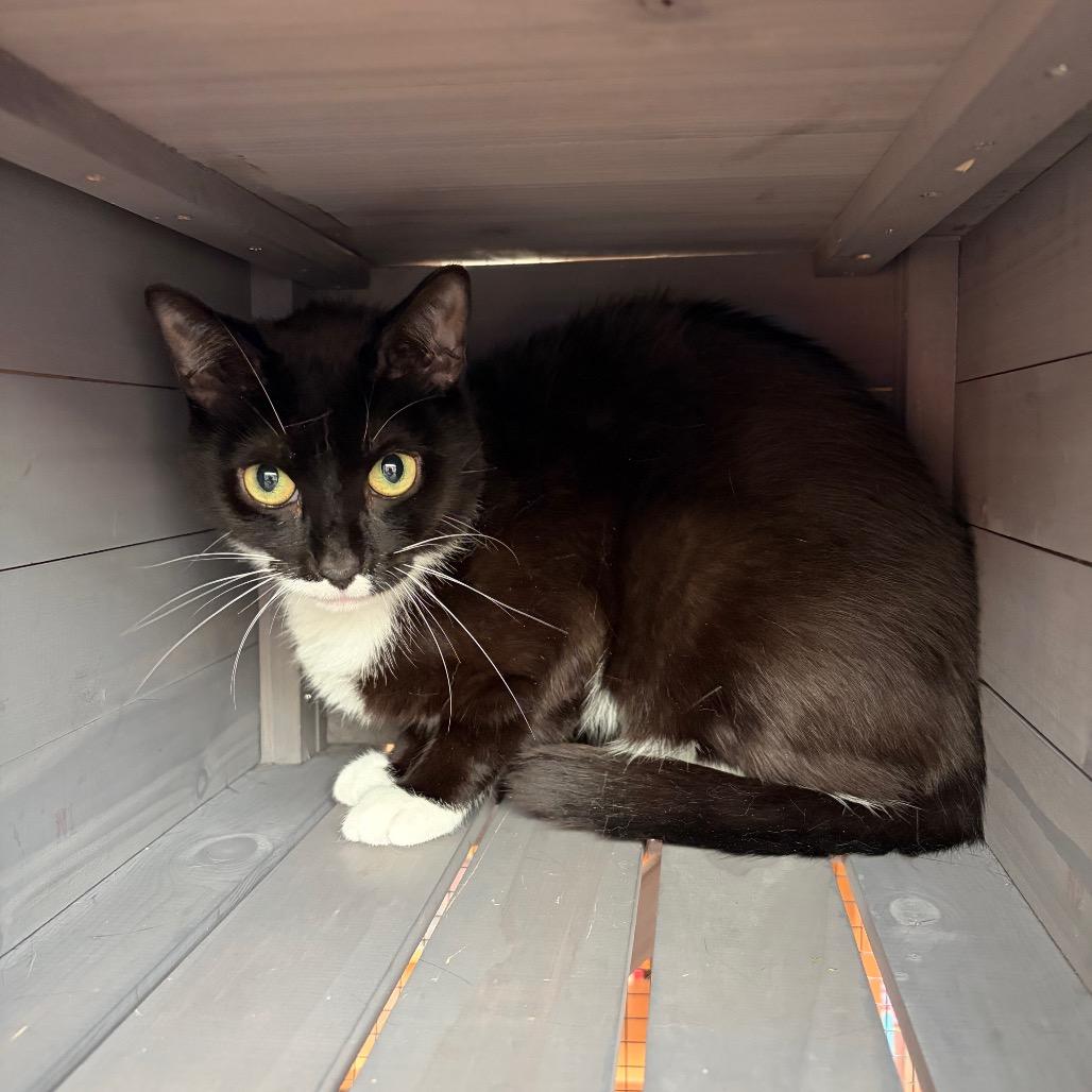 Sweetpea, a Adoptable Domestic Short Hair in Westminster, CA image 3/3
