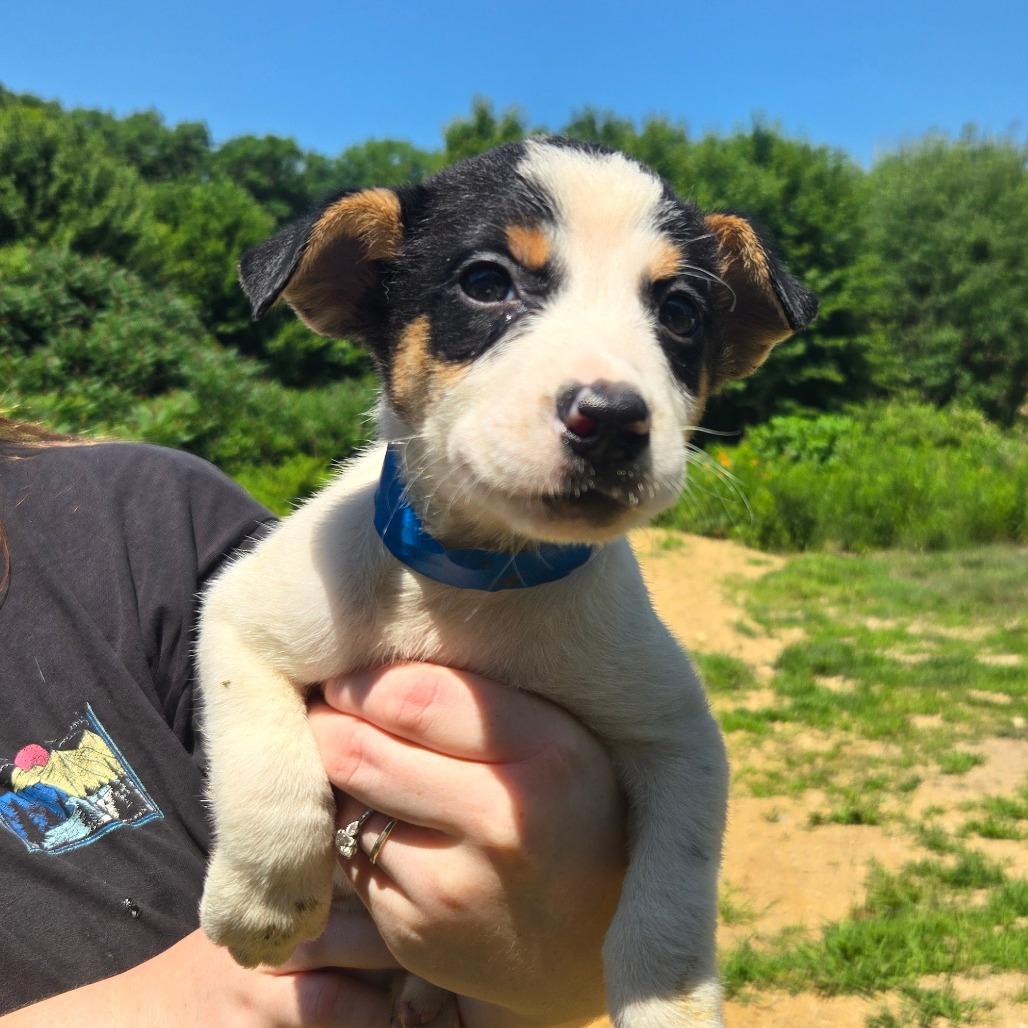 CT Ecuador, a Adoptable Mixed Breed in Eastford, CT image 1/6