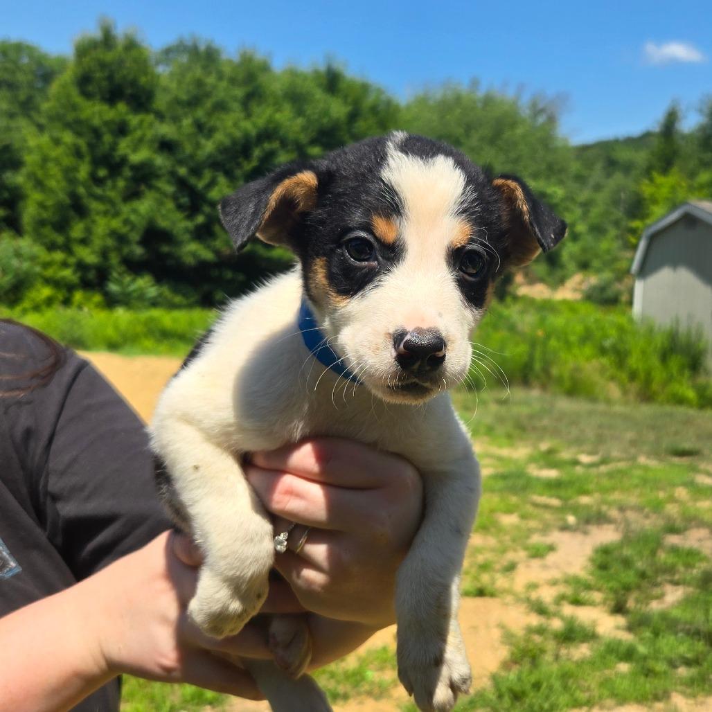 CT Ecuador, a Adoptable Mixed Breed in Eastford, CT image 3/6