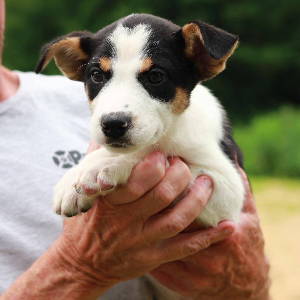 CT Ecuador, a Adoptable Mixed Breed in Eastford, CT image 5/6