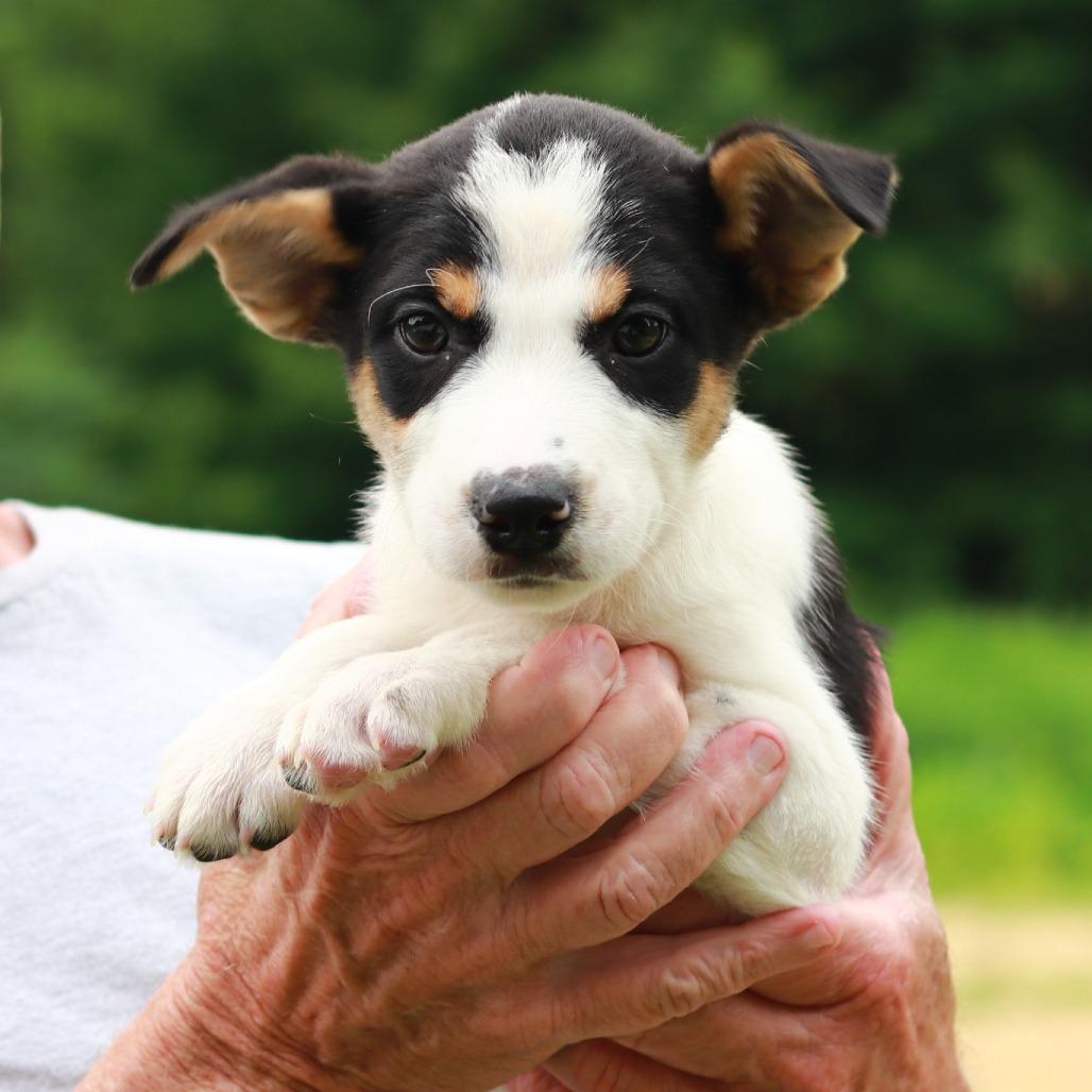 CT Ecuador, a Adoptable Mixed Breed in Eastford, CT image 6/6