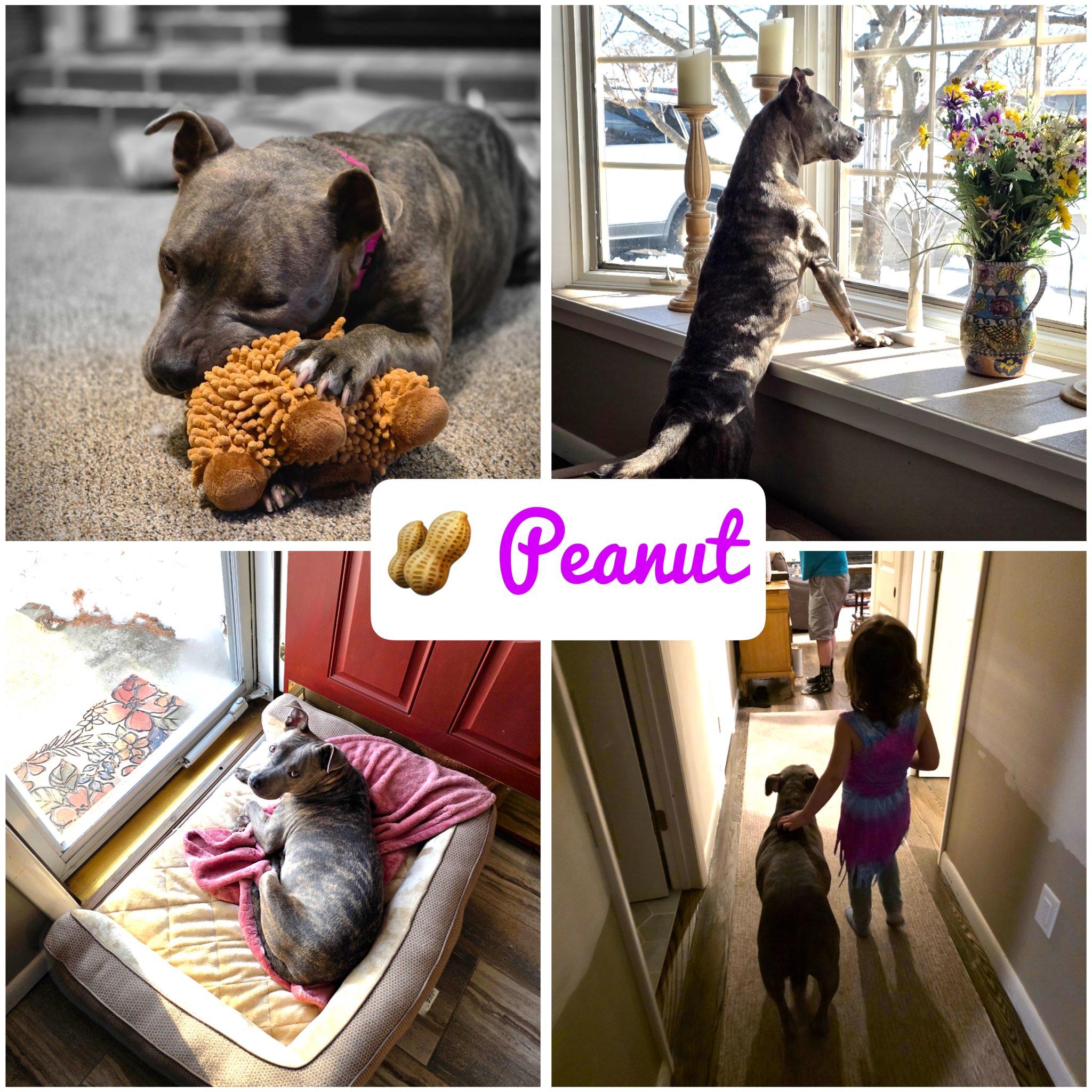 Peanut, ADOPTABLE, Adult Female Pit Bull Terrier & Terrier.