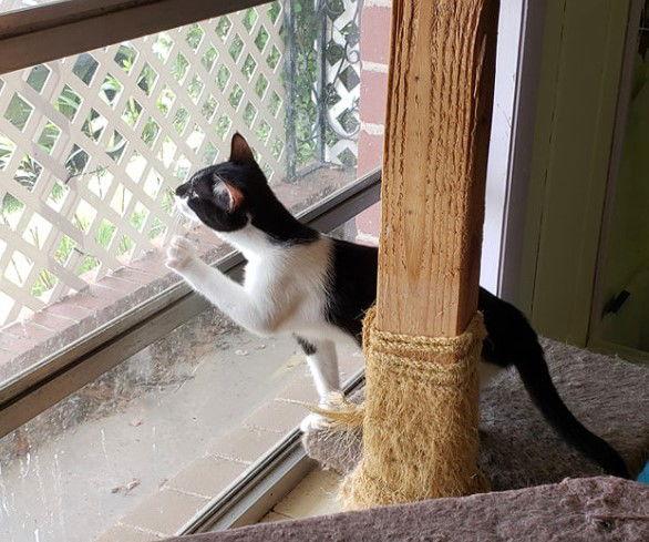 Felicia aka Ophelia, a Adopted Domestic Short Hair in Pensacola, FL image 2/3