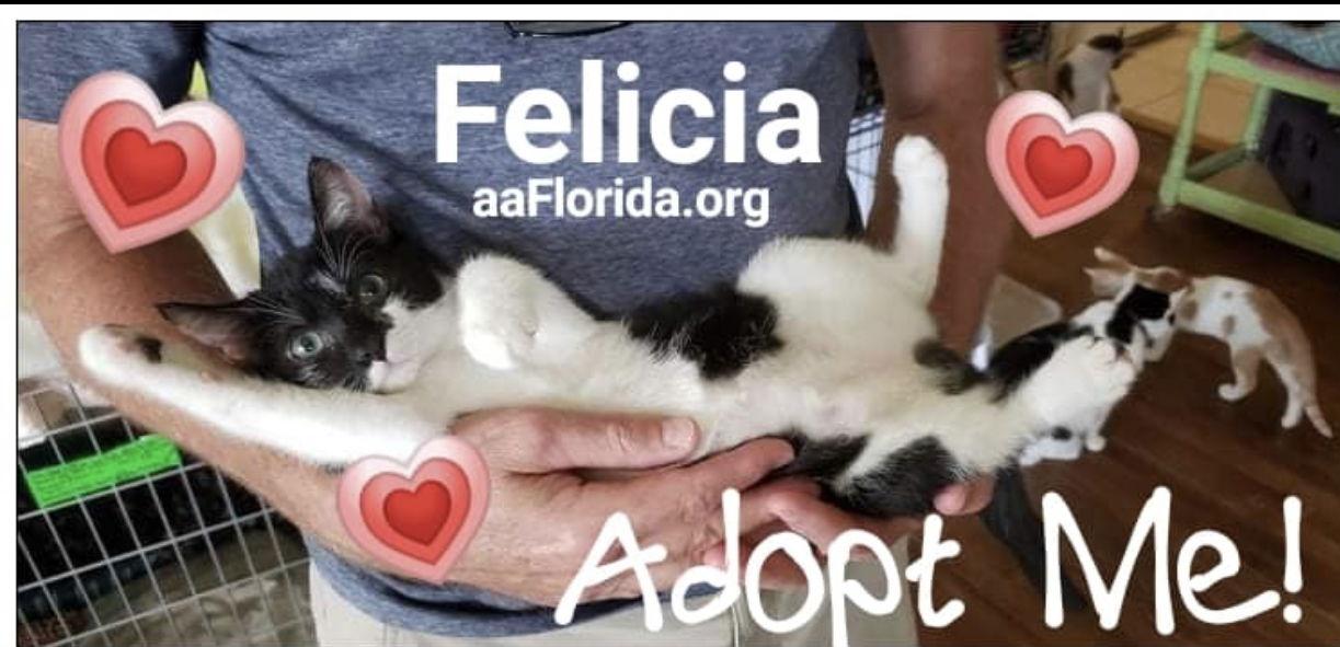 Felicia aka Ophelia, a Adopted Domestic Short Hair in Pensacola, FL image 3/3