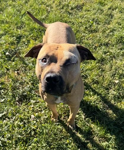 Gabriel, Adoptable, Young Male Pit Bull Terrier & Mixed Breed.