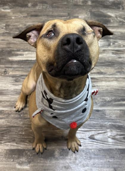 Enlarge Gabriel, a Adoptable mixed breed in Willmar, MN image 3/3