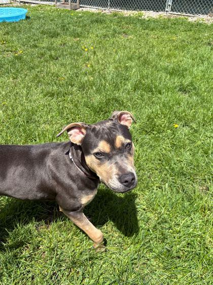 Enlarge Dora, a ADOPTABLE mixed breed in Belleville, MI image 4/4