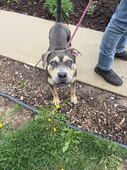 Enlarge Dora, a ADOPTABLE mixed breed in Belleville, MI image 3/4