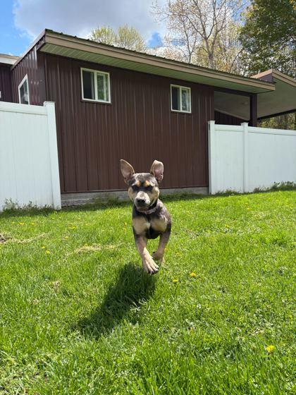 Enlarge Dora, a ADOPTABLE mixed breed in Belleville, MI image 2/4