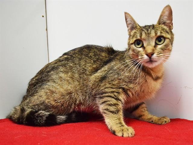 ONYA, Adoptable, Young Female Domestic Short Hair.