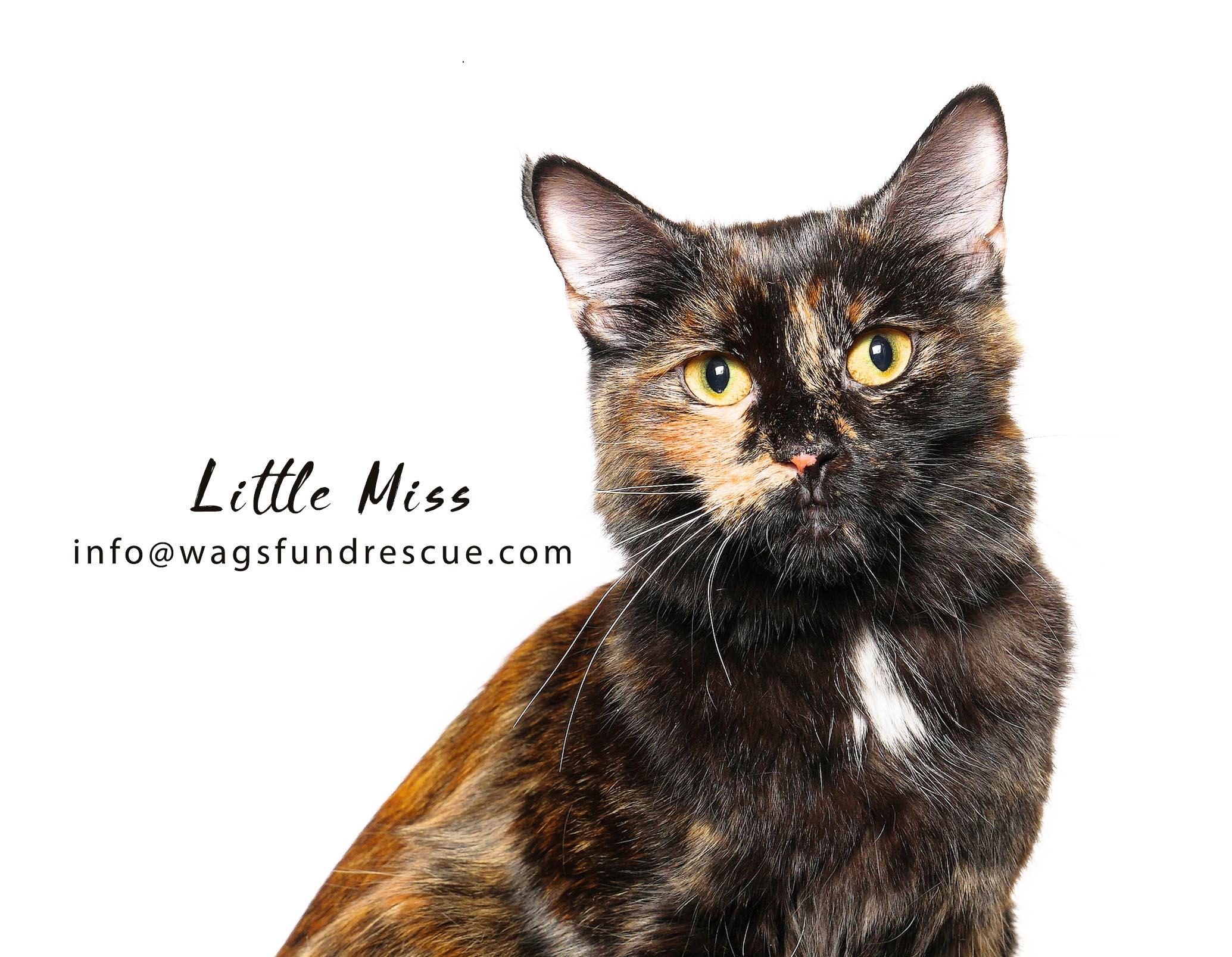 Little Miss, ADOPTABLE, Young Female Tortoiseshell.