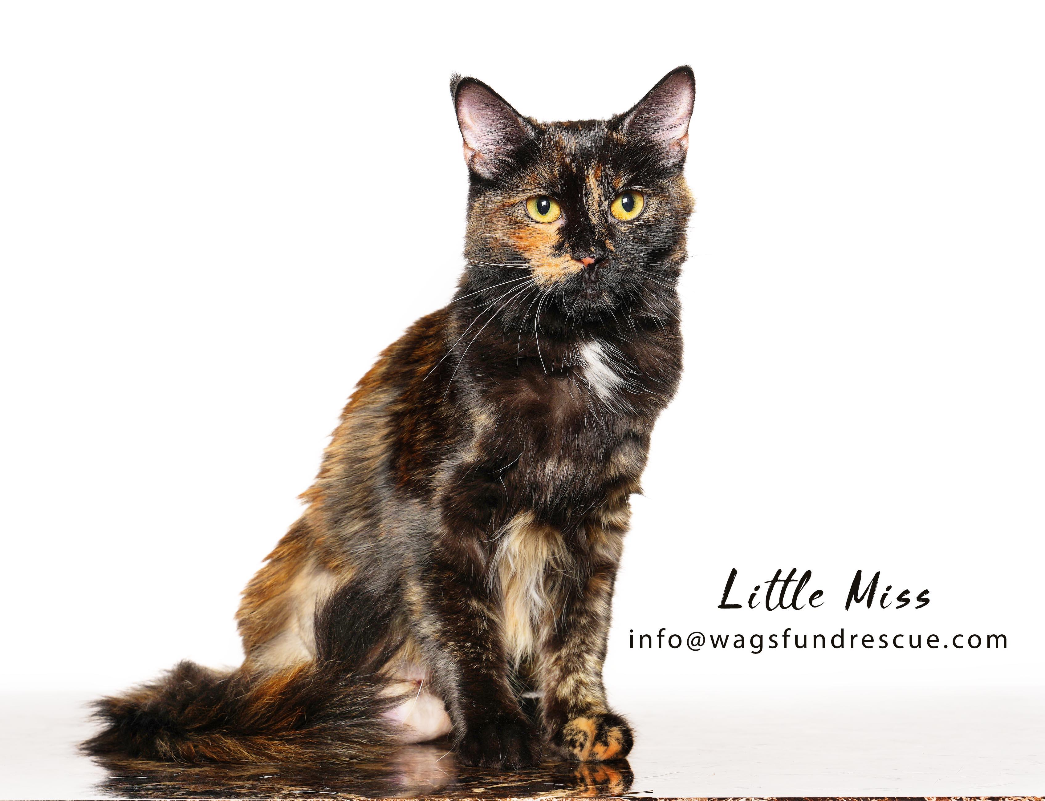 Enlarge Little Miss, a ADOPTABLE Tortoiseshell in Houston, TX image 3/3