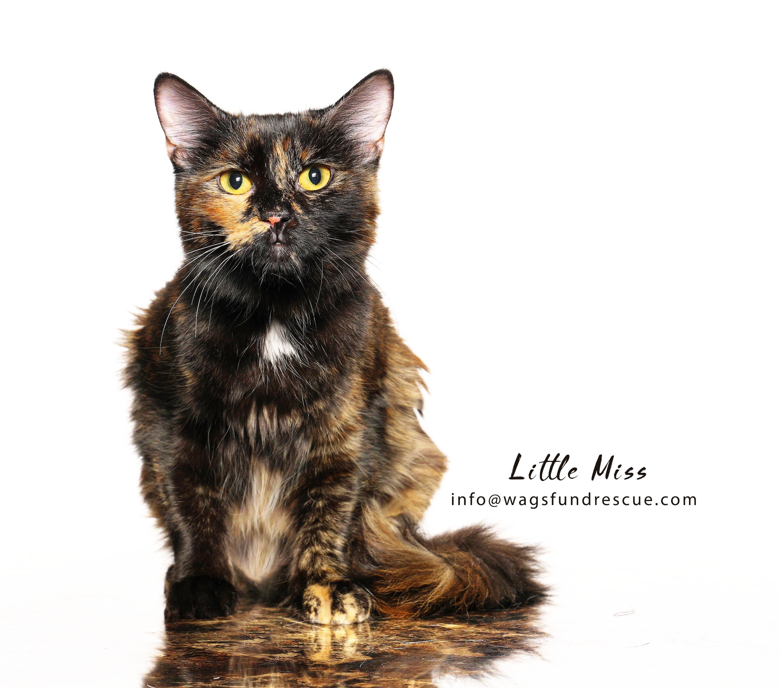 Enlarge Little Miss, a ADOPTABLE Tortoiseshell in Houston, TX image 2/3