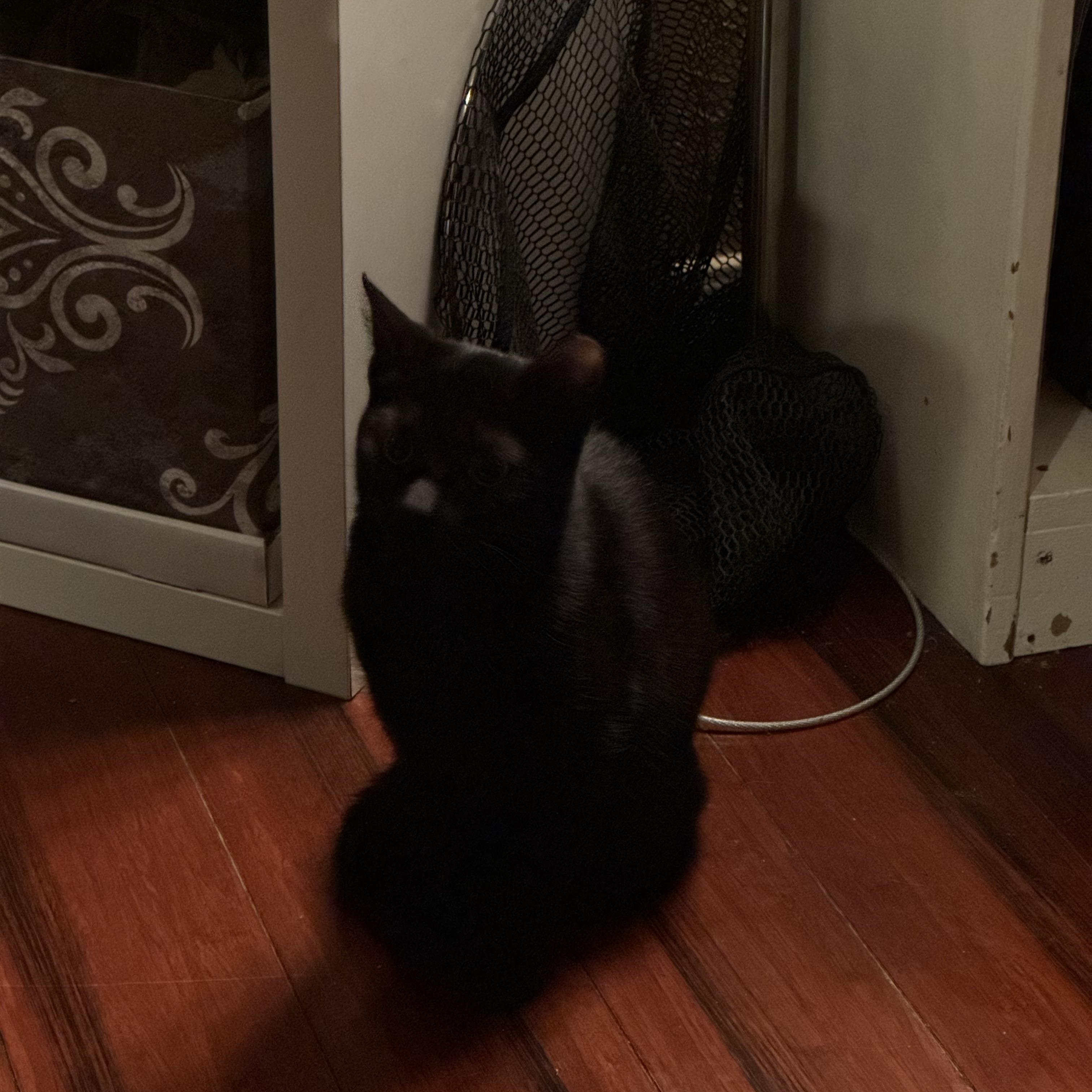 Enlarge Lime, a Adoptable mixed breed in Houston, TX image 4/5