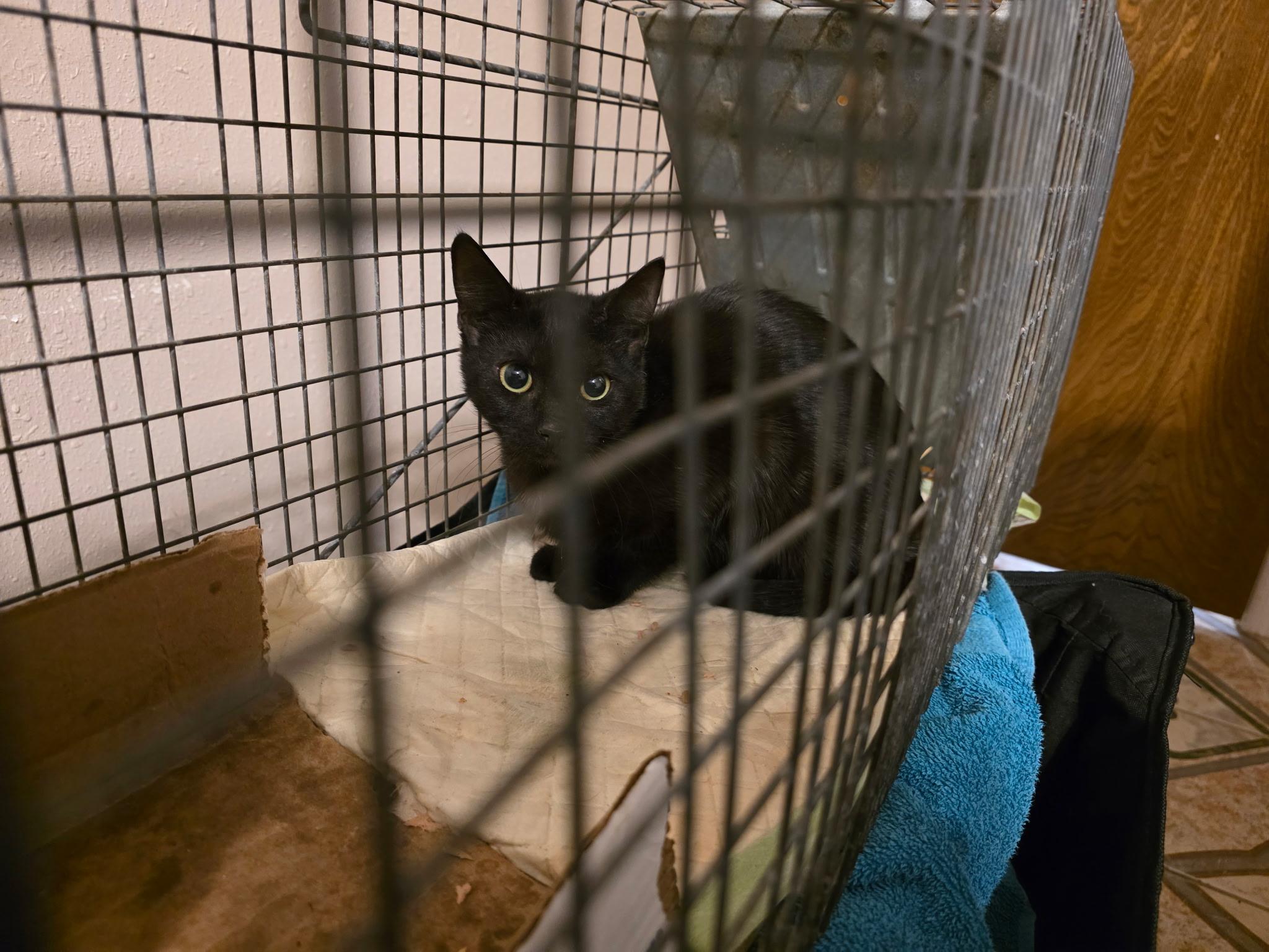 Enlarge Lime, a Adoptable mixed breed in Houston, TX image 1/1