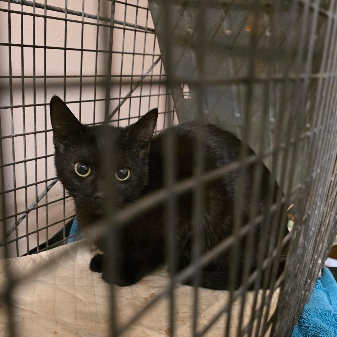 Enlarge Lime, a Adoptable mixed breed in Houston, TX image 2/5